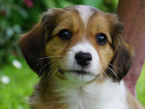 Hielke (Teddy)